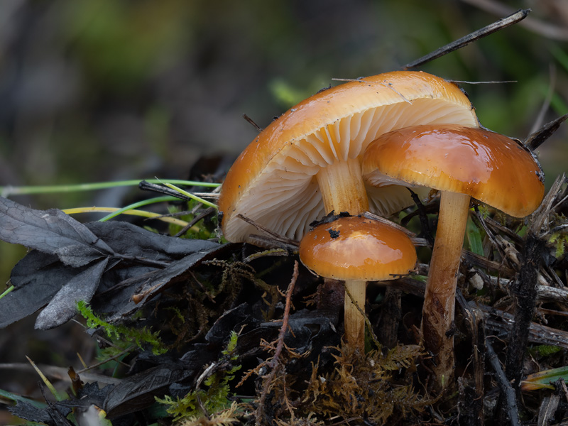 Flammulina ononidis